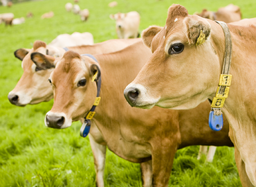 Graham’s Family Dairy